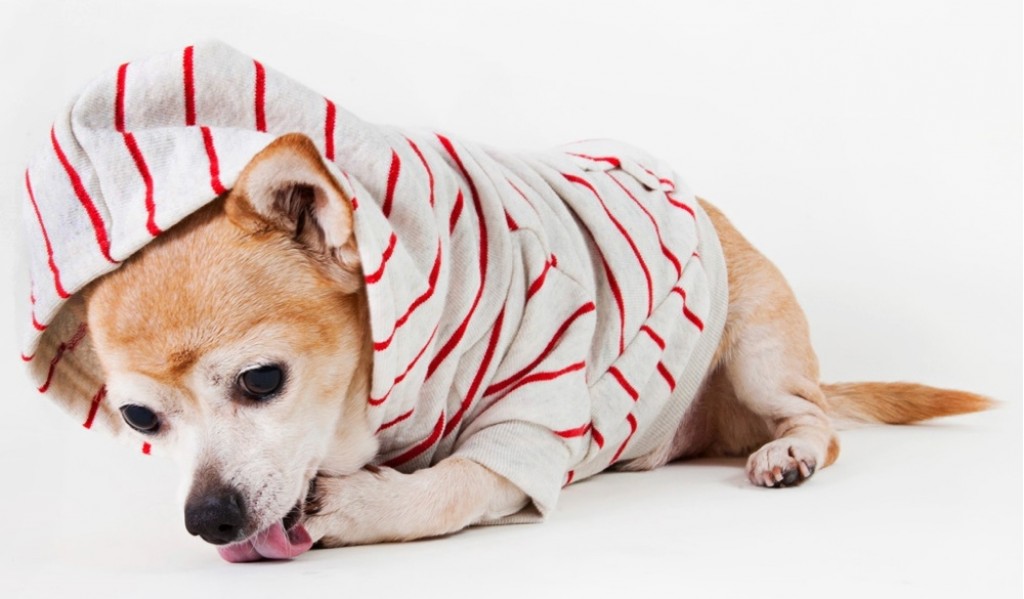 American Apparel Flex Fleece Dog Zip Hoodie