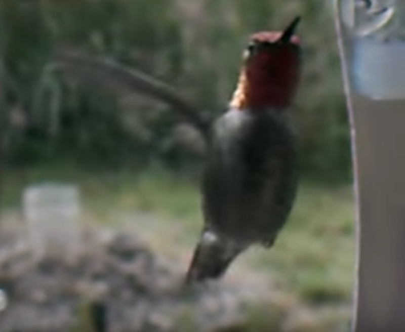 hummingbirdmask7