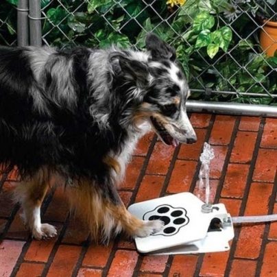 Doggie Water Fountain