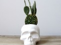 Ceramic Skull Planters Are Bad To The Bone