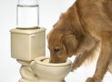 The Dog Toilet Bowl