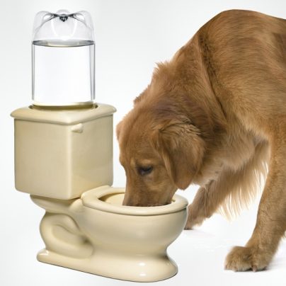 The Dog Toilet Bowl