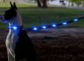 Dog-E-Glow – An LED Leash To Keep Your Dog Safe And Visible At Night