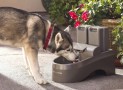 Drinkwell Indoor Outdoor Dog Fountain
