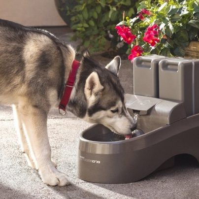 Drinkwell Indoor Outdoor Dog Fountain