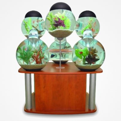 Labyrinth Aquarium