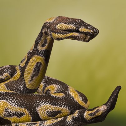Mind Blowing Animal Hand Paintings by Guido Daniele