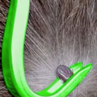 The Tick Twister Gets Rid of Your Ticks Quickly and Pain-Free