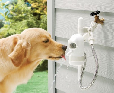 WaterDog Detects Your Dog And Dispenses Fresh Water Automatically