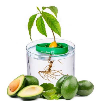 Grow Your Own Avocado Tree And Never Be Short Of Guacamole Again