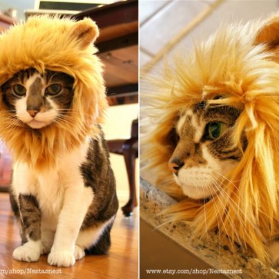Lion Hat for Cats