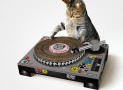 Cat Scratch DJ
