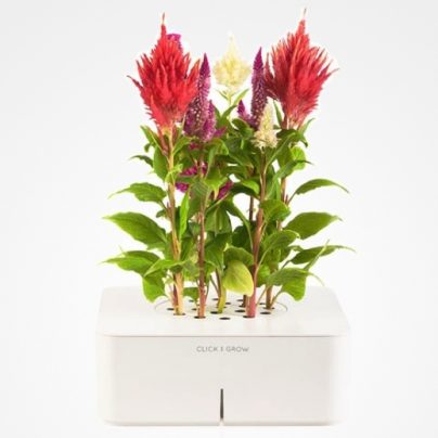 A Flower Pot That Waters & Fertilizes Your Plants