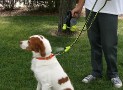 Cool Down Doggie – The Refreshing Misting Leash