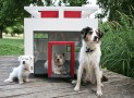 A Dog Mansion