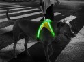 Keep Your Dog Safe From Nighttime Traffic With the LightHound