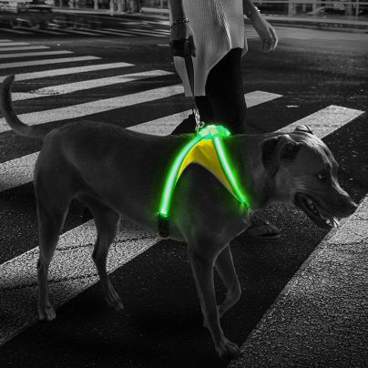 Keep Your Dog Safe From Nighttime Traffic With the LightHound