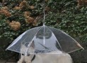Keep Your Dog Dry With The Dogbrella