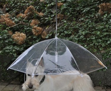 Keep Your Dog Dry With The Dogbrella