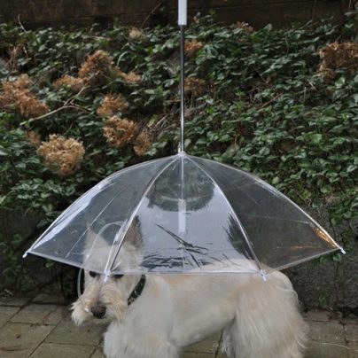 Keep Your Dog Dry With The Dogbrella