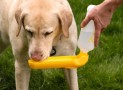 Easily Hydrate Your Hound With The Gulpy Water Dispenser