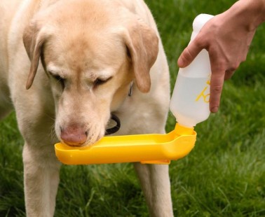 Easily Hydrate Your Hound With The Gulpy Water Dispenser
