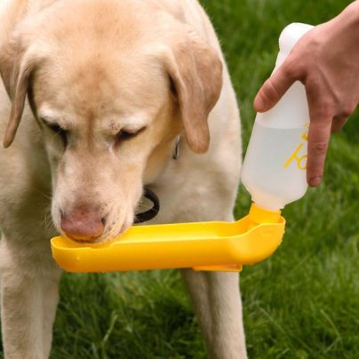Easily Hydrate Your Hound With The Gulpy Water Dispenser