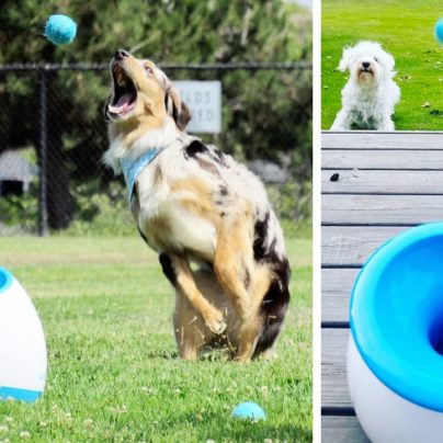 The Device That Lets Your Dog Play Fetch Whenever It Wants