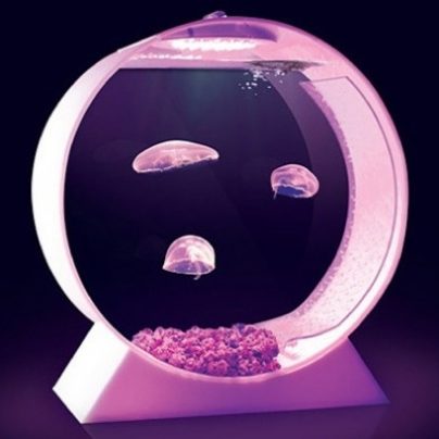 Have Your Own Pet Jellyfish