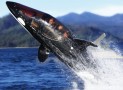 Killer Whale Submarine – Ride Like a Fish in the Sea