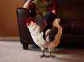 Little Betty, the chicken footstool