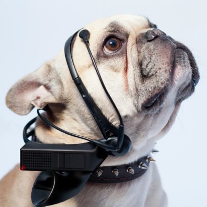 No More Woof – Translate Animal Thoughts Into English