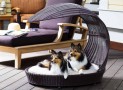 The Refined Canine’s Outdoor Dog Chaise Lounger