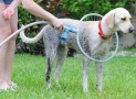 The Woof Washer Will Wow Your Dirty Dogs