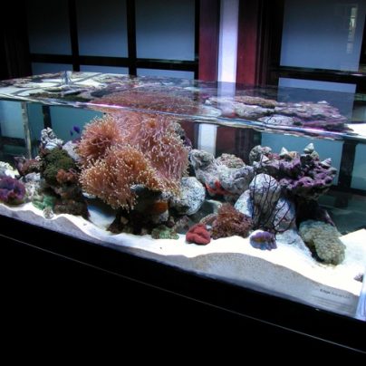 ZeroEdge Aquarium